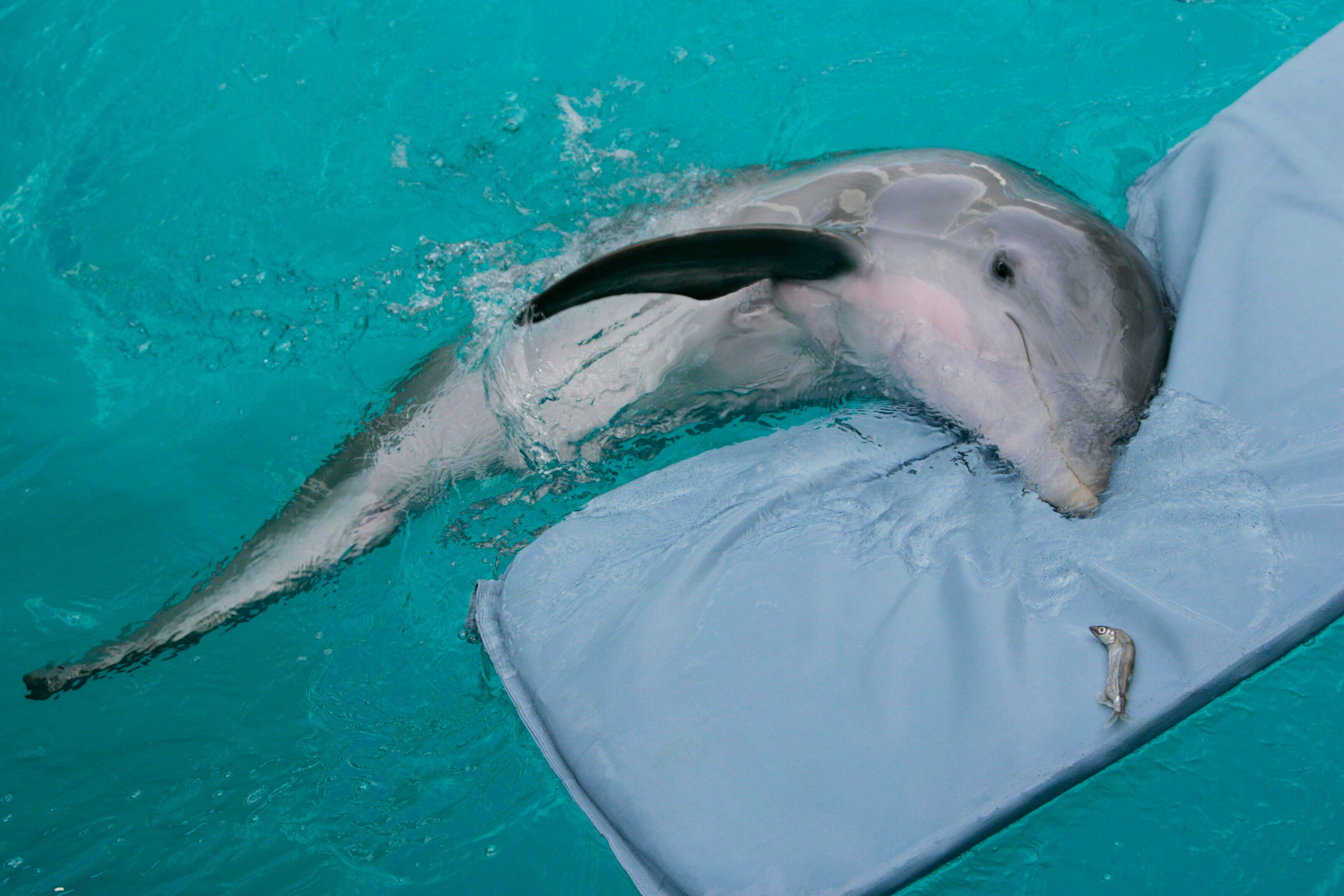 4-year-old dolphin dies at Florida's Clearwater aquarium