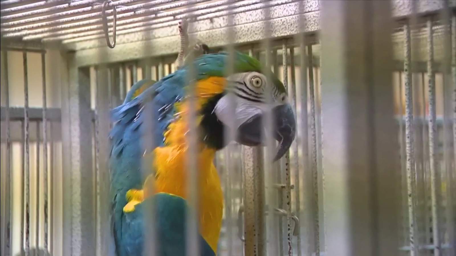 Listen up for loud exotic birds that were stolen in Davie, wildlife expert Ron Magill says