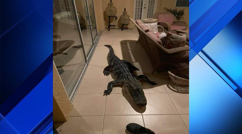Plant City man receives early morning reptile surprise