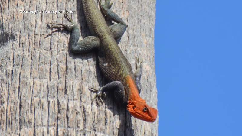 Redheaded reptiles spreading across South Florida, raising concern