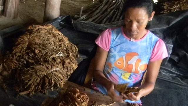 Women work with tobacco in Pinar del Rio