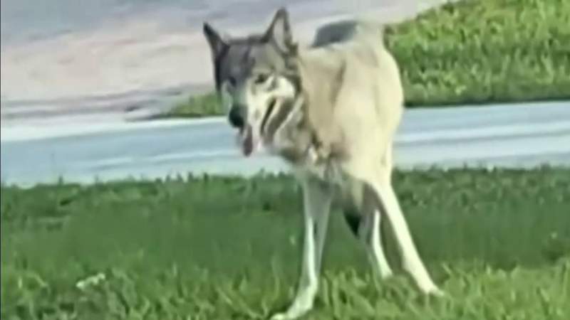 Video shows wild predator in Miami-Dade’s Richmond West area