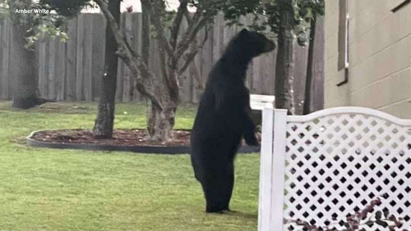 Bear peeps on Florida homeowners