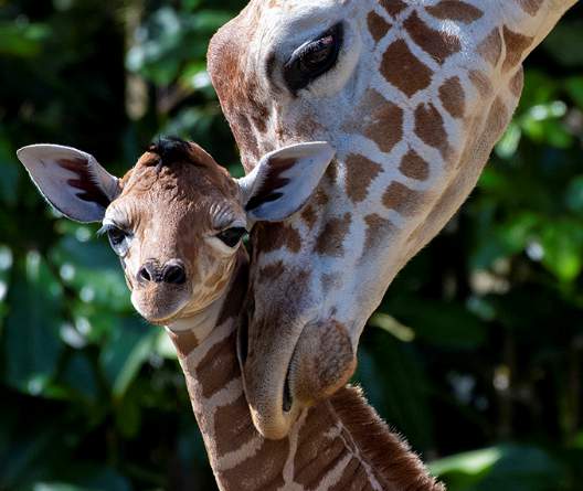 Download Must See Photos Two Giraffe Calves Born At Zoo Miami