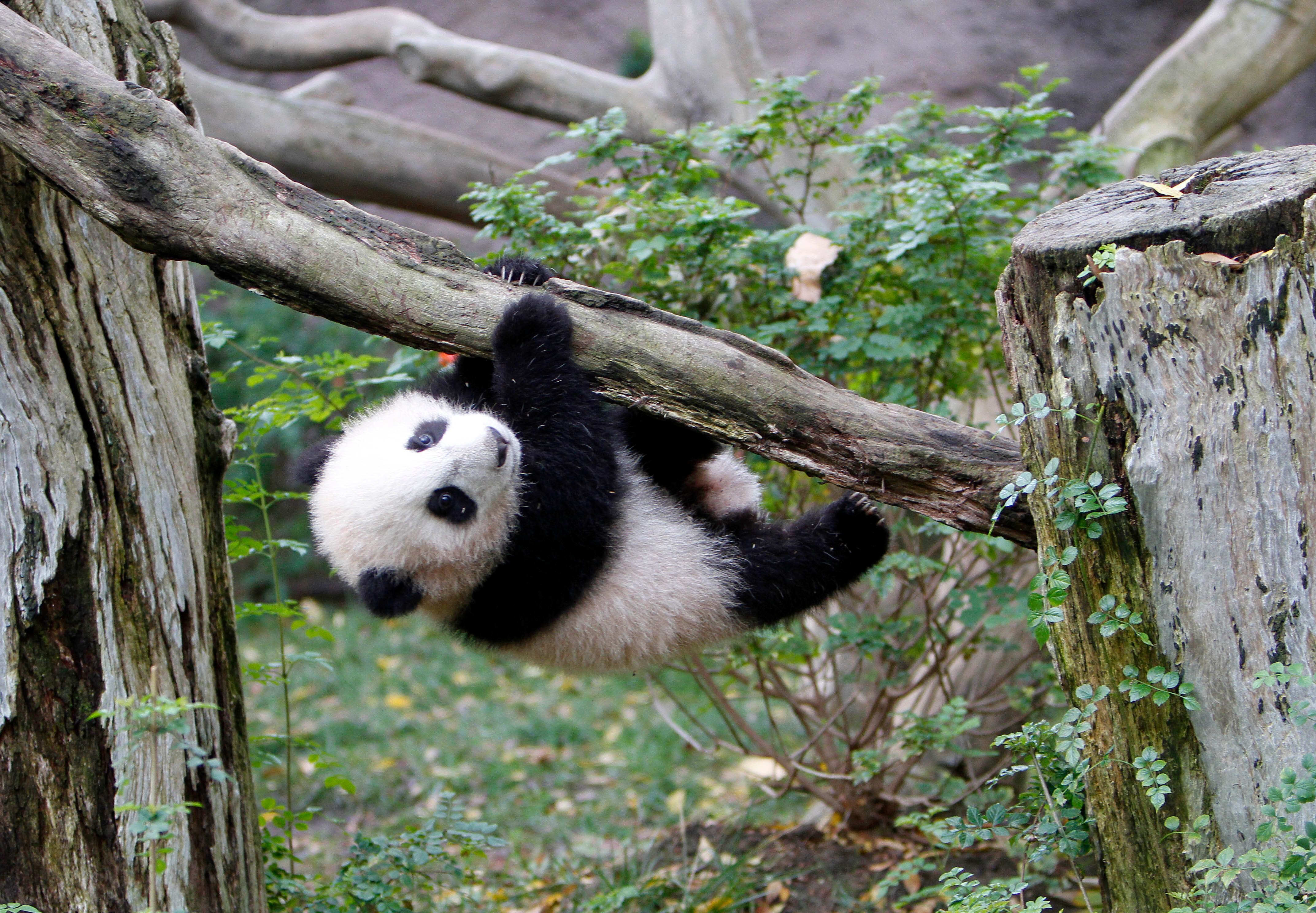 Could America's giant panda exodus be reversed?