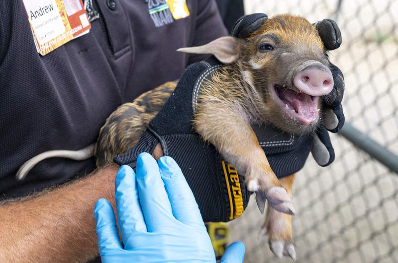 You must see these 3 tiny piglets born at Zoo Miami
