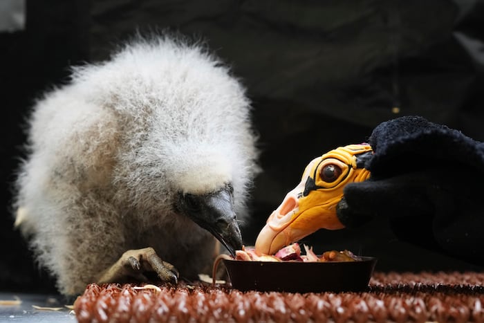 Prague Zoo Saves Endangered Vulture Chick Using Puppet Care
